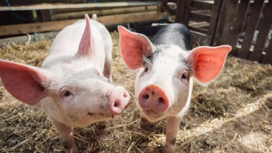 World’s First ‘Festival For Pigs’ Arrives In UK, And It’s Vegan.